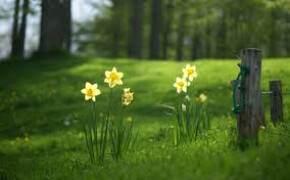 Pastor's Newsletter Article March 2019